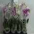 Фаленопсис Phal Mixed 1 Stem Фаленопсис Phal Mixed 1 Stem