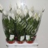 Спатифиллюм Spathiphyllum Sweet Silvio