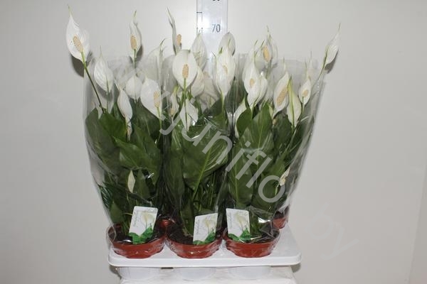 Спатифиллюм Spathiphyllum Sweet Silvio