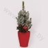 Ель Pic.Sn.Vase Red Kersttoef SNOW