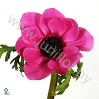Анемон Anemone Orchid