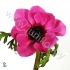 Анемон Anemone Orchid Анемон Anemone Orchid