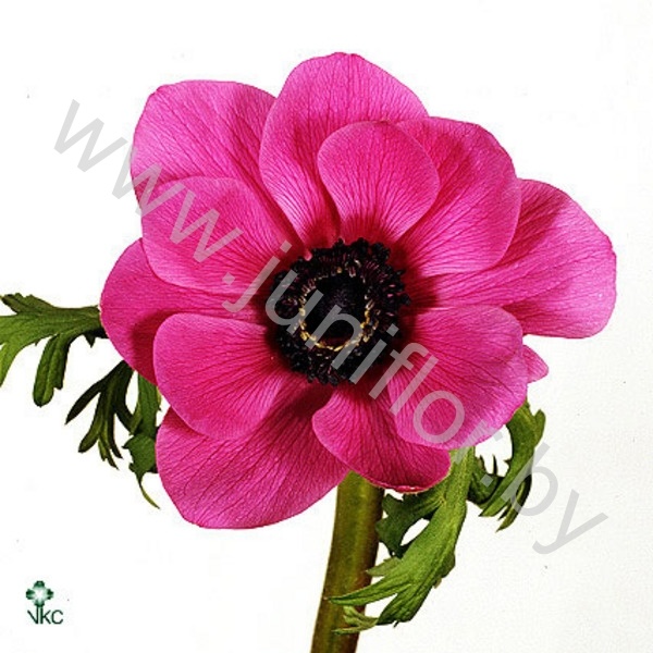 Анемон Anemone Orchid