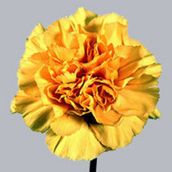 Gala_tee.jpg Гвоздика Gala Tee