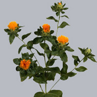 Картамус Carthamus Oranje