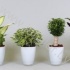 Микс Plantmix In Wit Glas