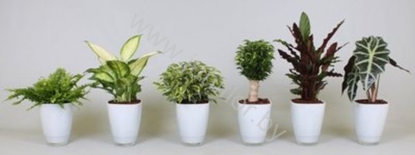 Микс Plantmix In Wit Glas