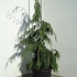 Кедр Cedrus Lib. Pendula Кедр Cedrus Lib. Pendula