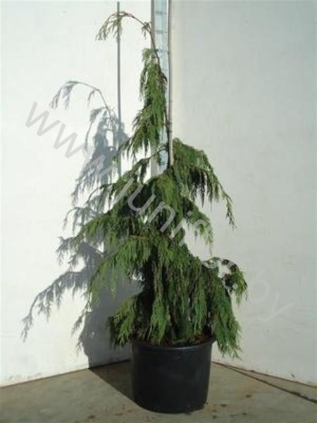 Кедр Cedrus Lib. Pendula