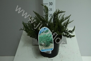 Можжевельник Juniperus Tamariscifolia