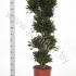 Драцена Dracaena Comp Compacta Carrousel Драцена Dracaena Comp Compacta Carrousel