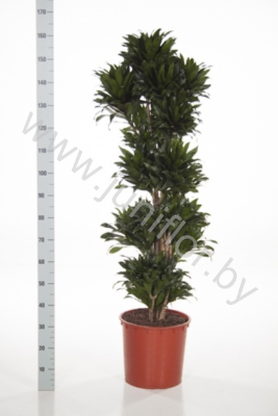Драцена Dracaena Comp Compacta Carrousel
