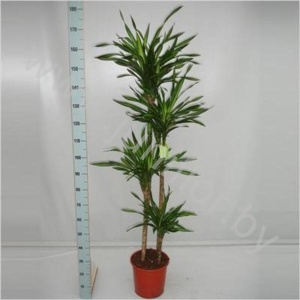 Драцена Dracaena Fr Riki 120-90-60-30