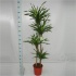 Драцена Dracaena Fr Riki 120-90-60-30 Драцена Dracaena Fr Riki 120-90-60-30