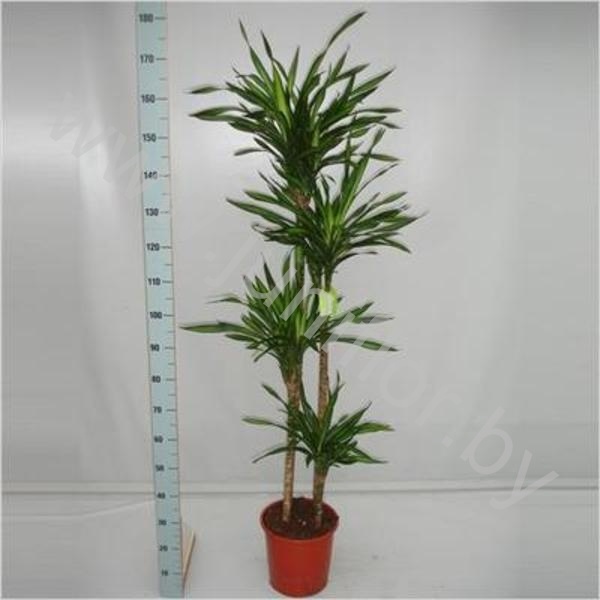 Драцена Dracaena Fr Riki 120-90-60-30