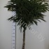 Фикус Ficus Alii Op Stam Фикус Ficus Alii Op Stam