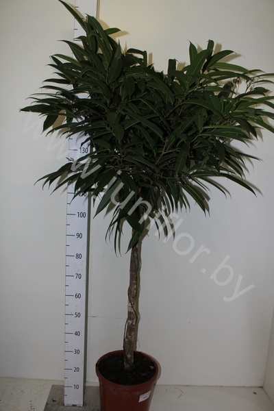 Фикус Ficus Alii Op Stam