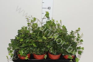 Плющ Hedera Wonder