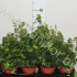 Плющ Hedera Wonder Плющ Hedera Wonder