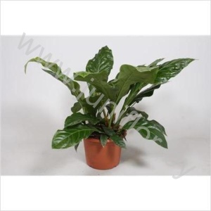 Антуриум Anthurium Jungle King