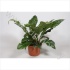 Антуриум Anthurium Jungle King Антуриум Anthurium Jungle King