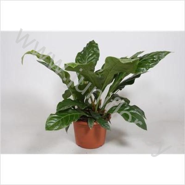 Антуриум Anthurium Jungle King Антуриум Anthurium Jungle King