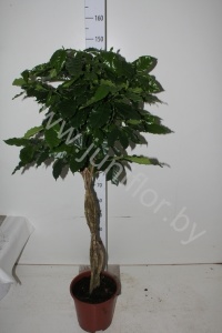 Кофе Coffea Gevlochten Stam