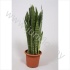 Сансевиерия Sansevieria Zeylanica Сансевиерия Sansevieria Zeylanica