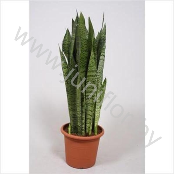 Сансевиерия Sansevieria Zeylanica