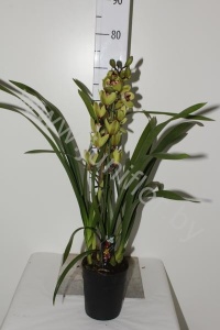 Цимбидиум Cymbidium Mix 1-Tak cites