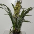 Цимбидиум Cymbidium Mix 1-Tak cites Цимбидиум Cymbidium Mix 1-Tak cites