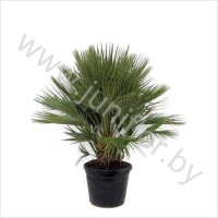 Хамедорея Chamaerops Humilis