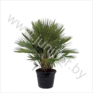 Хамедорея Chamaerops Humilis