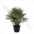 Хамедорея Chamaerops Humilis Хамедорея Chamaerops Humilis