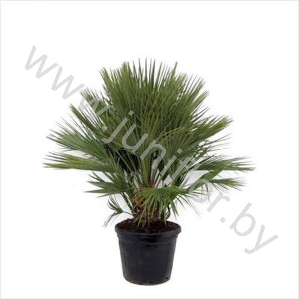 Хамедорея Chamaerops Humilis