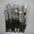 Фаленопсис Phal Mix 1stem So Natural Фаленопсис Phal Mix 1stem So Natural