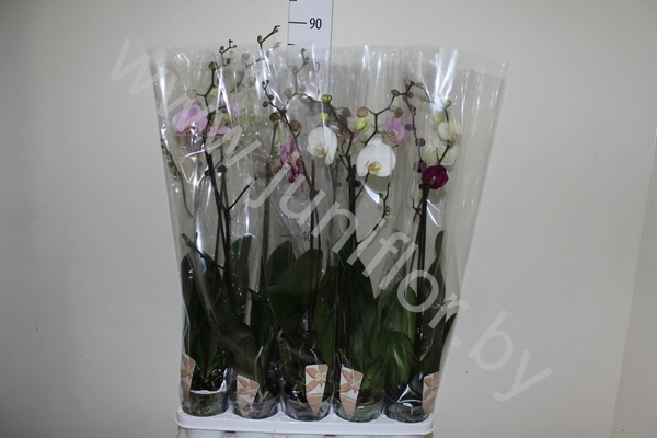Фаленопсис Phal Mix 1stem So Natural