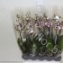 Фаленопсис Phal Yellow Polka Dot 2-tak Фаленопсис Phal Yellow Polka Dot 2-tak