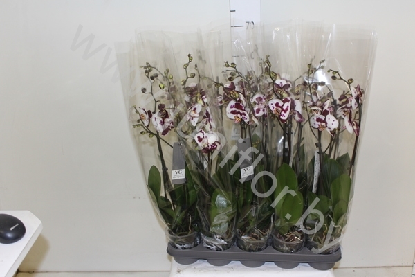 Фаленопсис Phal Yellow Polka Dot 2-tak Фаленопсис Phal Yellow Polka Dot 2-tak