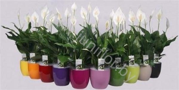 Спатифиллюм Spathiphyllum Sweet Silvio Basel Ke