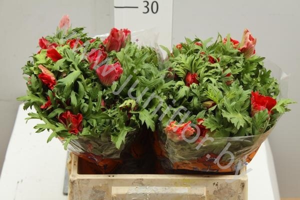Анемон Anemone Red