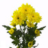Zembla_sunny.jpg Хризантема Zembla sunny