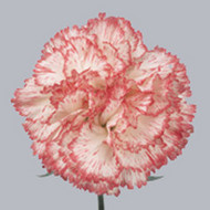 Гвоздика Lia