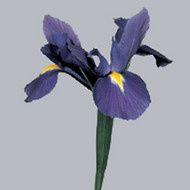 Ирис Blue Magic