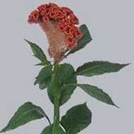 Целозия Celosia Red