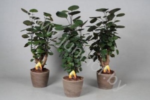 Полисциас Fabian In Carmapot