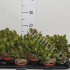 Крассула Ovata Крассула Ovata