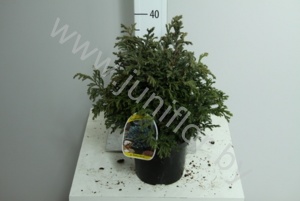 Кипарис  Chamaecyparis Baby Blue