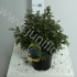 Кипарис  Chamaecyparis Baby Blue