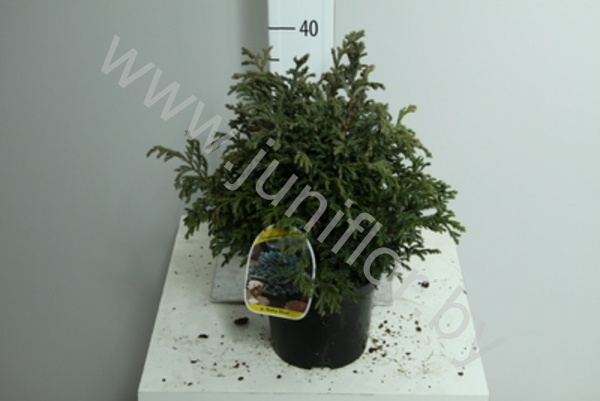 Кипарис  Chamaecyparis Baby Blue